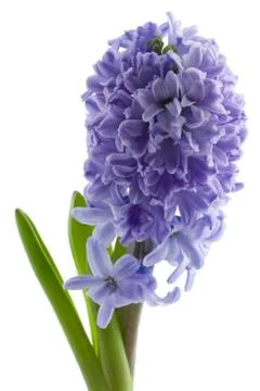 Hyacinth isolated Stock Photos
