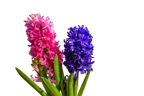 Hyacinth isolated on white Stock Photos