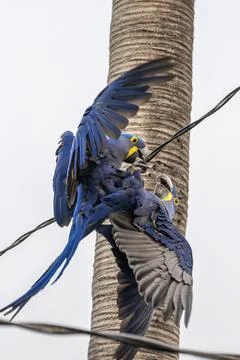 Hyacinth Macaw contesting a perch Stock Photos