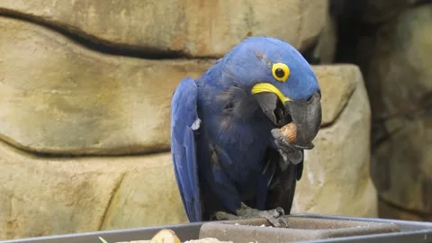 Hyacinth macaw eats nuts. South America. Brazil. Anodorynchus hyacinthinus Stock Footage 252749890