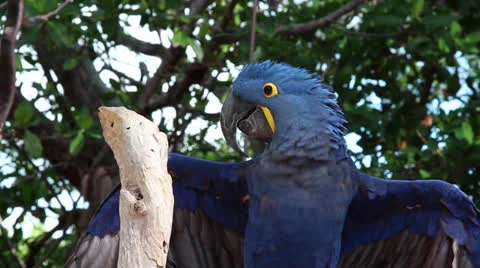Hyacinth Macaw Stock Footage 23696475