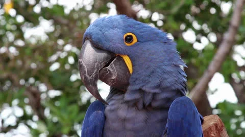 Hyacinth Macaw Stock Footage 24465844