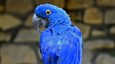 Hyacinth macaw Stock Footage 33494555