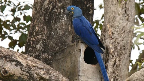 Hyacinth Macaw in nest box Stock Footage 86206824
