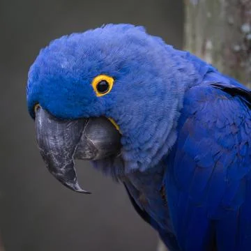 Hyacinth Macaw Stock Photos