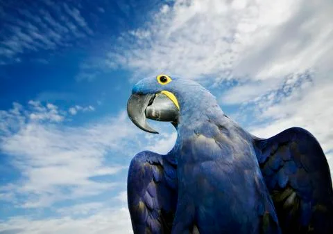Hyacinth Macaw Stock Photos