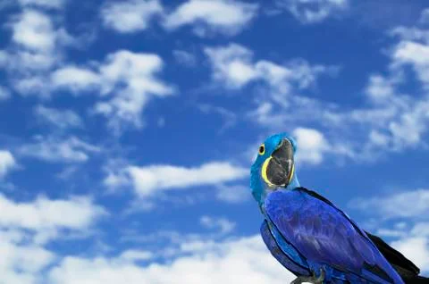 Hyacinth Macaw Stock Photos
