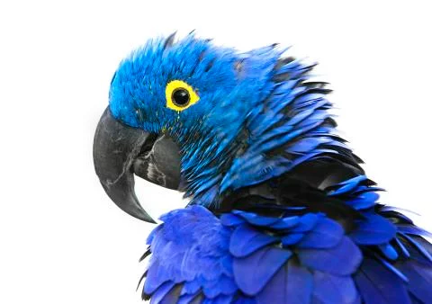 Hyacinth Macaw Stock Photos