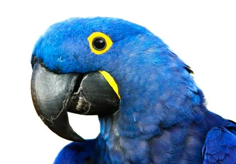 Hyacinth Macaw Stock Photos