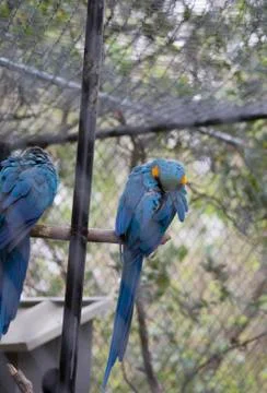 Hyacinth Macaw Stock Photos
