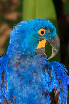 Hyacinth Macaw Stock Photos