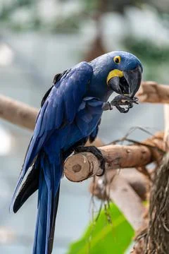 Hyacinth macaw Stock Photos