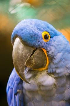 Hyacinth Macaw Stock Photos