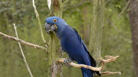 Hyacinth Macaw scratching Vidéo 64825203