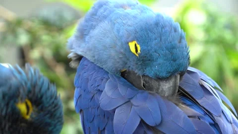 The hyacinth macaw sleeping close up Stock Footage 137273863