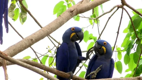 Hyacinth macaws Stock Footage 131562772