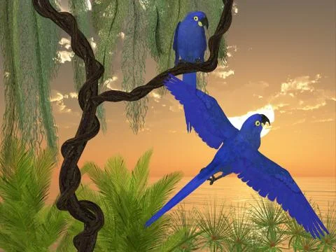 Hyacinth Macaws Stockillustratie