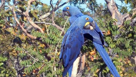 Hyacinth Macaws Stock Photos