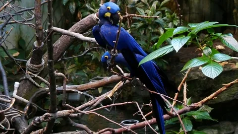 Hyacinth macaws in the wild Stock Footage 78495262
