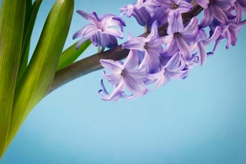 Hyacinth macro Stock Photos
