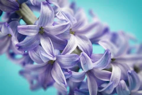 Hyacinth macro Stock Photos