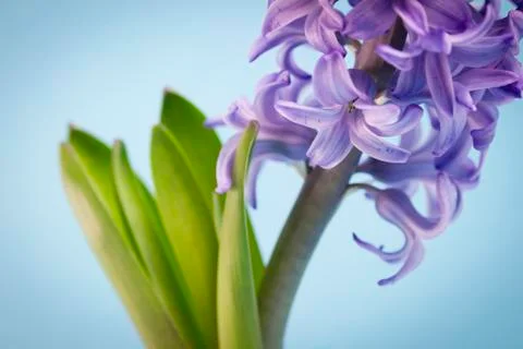 Hyacinth macro Stock Photos