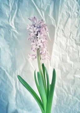 Hyacinth o Stock Photos