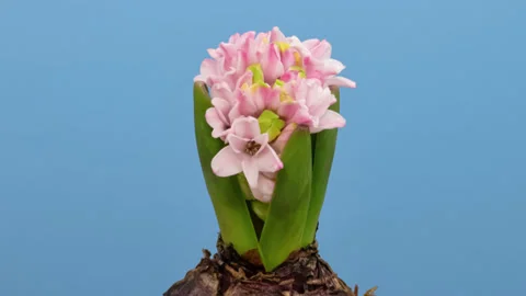 Hyacinth opening timelapse on blue Stock Footage 149191078
