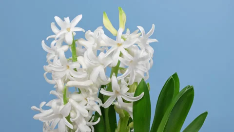 Hyacinth opening timelapse on blue Video stock 150690084