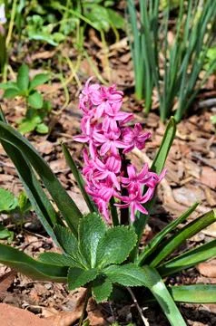 Hyacinth 写真素材