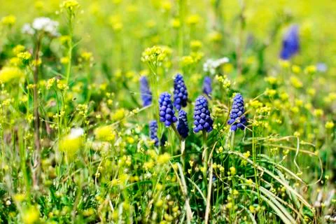 Hyacinth Stock Photos