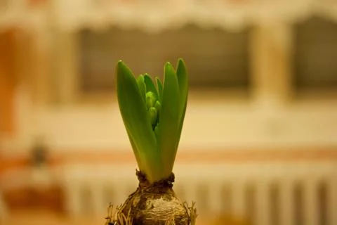 Hyacinth Foto stock