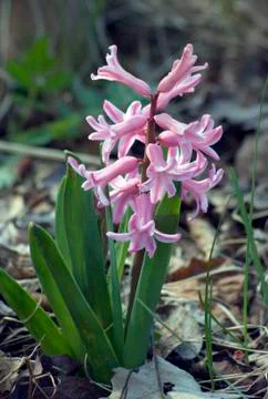 Hyacinth Stock Photos