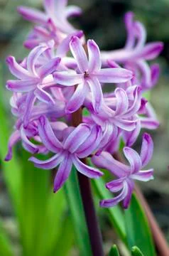 Hyacinth Stock Photos