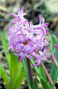 Hyacinth Stock Photos