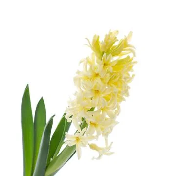 Hyacinth Stock Photos