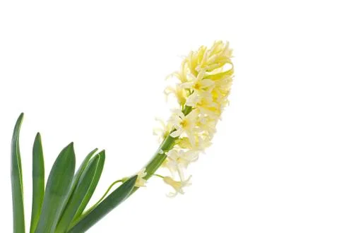Hyacinth Stock Photos