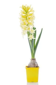 Hyacinth Stock Photos