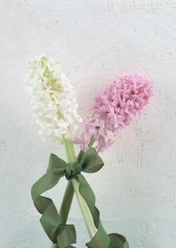 Hyacinth Stock Photos