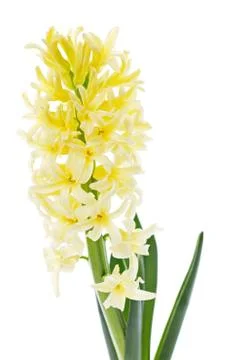 Hyacinth Stock Photos