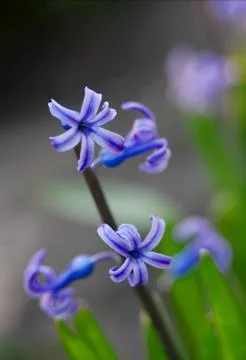 Hyacinth Stock Photos