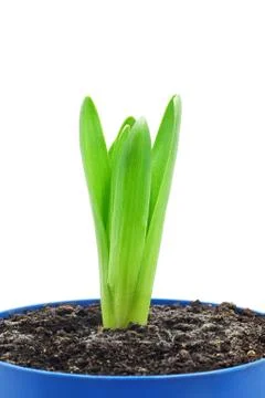 Hyacinth Stock Photos