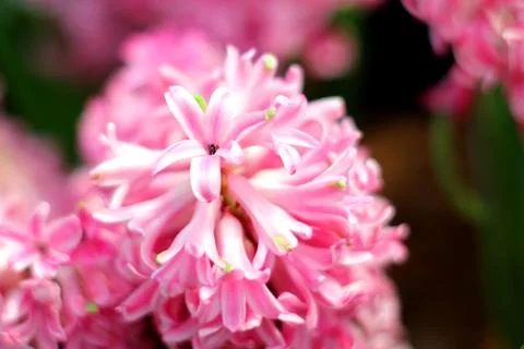 Hyacinth Stock Photos