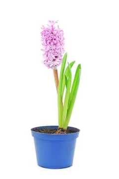 Hyacinth Stock Photos