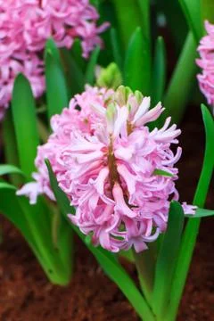Hyacinth Foto stock