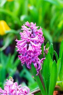 Hyacinth Stock Photos