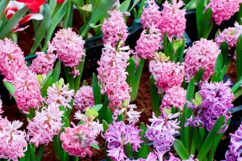 Hyacinth Stock Photos