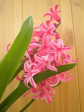 Hyacinth 写真素材