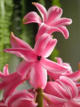 Hyacinth 写真素材