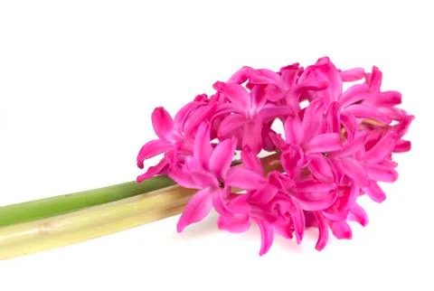 Hyacinth Foto stock